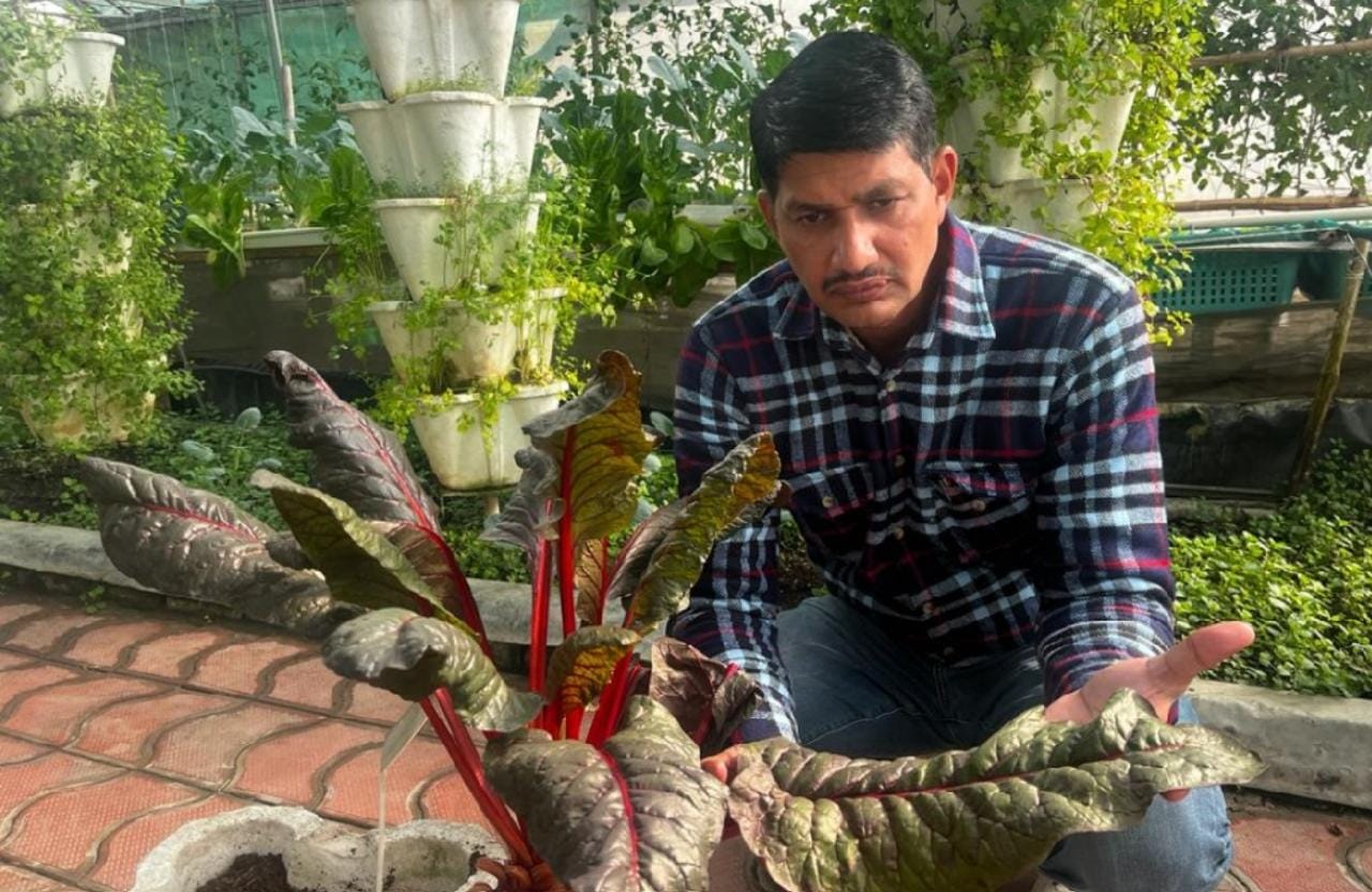 LARGEST SPANISH LEAF GROWN BY SOILLESS TECHNIQUE Asean World Records